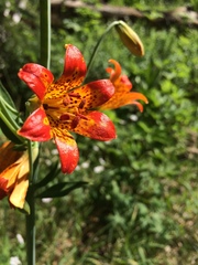 Lilium parvum