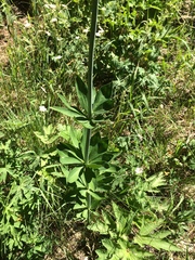 Lilium parvum