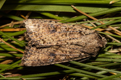 Ichneutica morosa