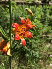Lilium parvum