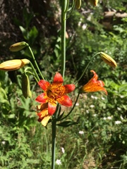 Lilium parvum