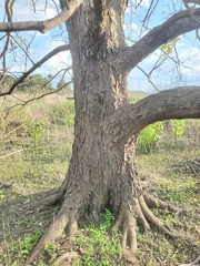 Carya aquatica