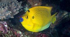 Apolemichthys trimaculatus