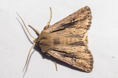 Ichneutica propria