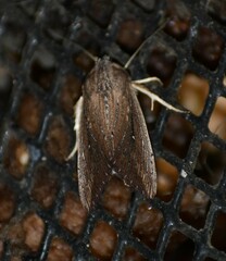 Leucania subpunctata