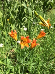 Lilium parvum