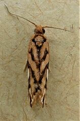 Pyrgotis plinthoglypta