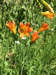 Lilium parvum