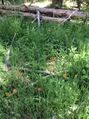 Lilium parvum