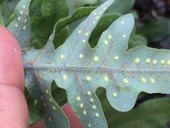 Phlebodium araneosum