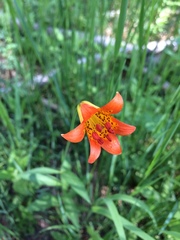 Lilium parvum
