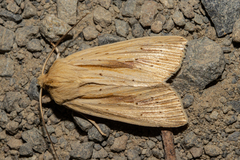 Ichneutica semivittata