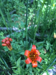 Lilium parvum