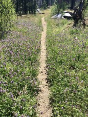 Lupinus breweri