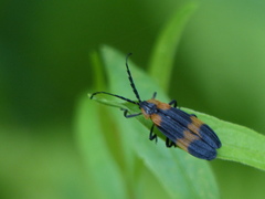 Calopteron reticulatum