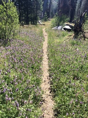 Lupinus breweri