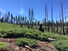 Ceanothus cordulatus