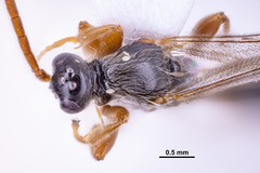 Proctotrupidae