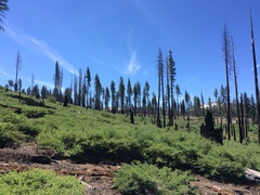 Ceanothus cordulatus