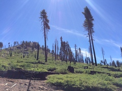 Ceanothus cordulatus