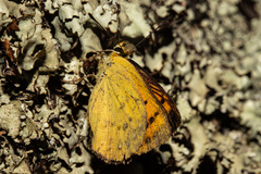 Lycaena