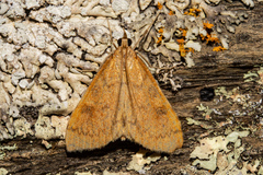 Mnesictena flavidalis