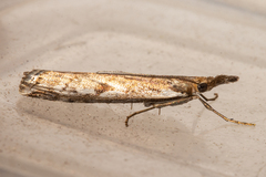 Orocrambus cyclopicus