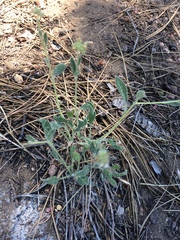 Phacelia hastata