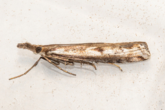 Orocrambus cyclopicus