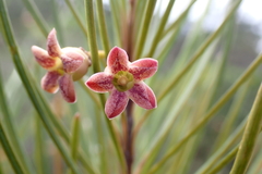 Leichhardtia ericoides