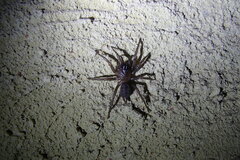 Paraembolides variabilis