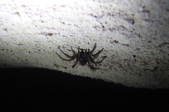 Paraembolides variabilis