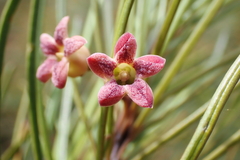 Leichhardtia ericoides
