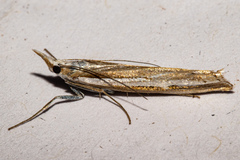 Orocrambus vittellus