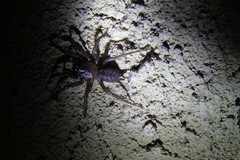 Paraembolides variabilis