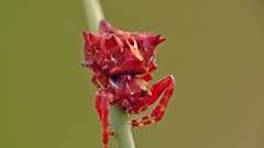 Acanthepeira