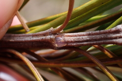 Leichhardtia ericoides
