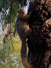 Sciurus niger