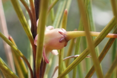 Leichhardtia ericoides