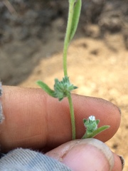Cryptantha pterocarya