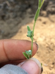 Cryptantha pterocarya