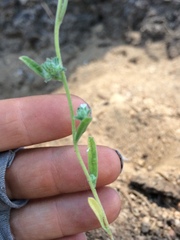 Cryptantha pterocarya
