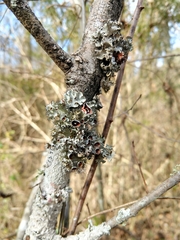 Platismatia tuckermanii