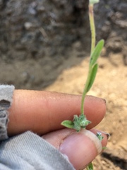 Cryptantha pterocarya