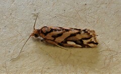 Pyrgotis plinthoglypta