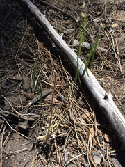 Boechera retrofracta