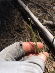 Boechera retrofracta