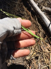 Boechera retrofracta