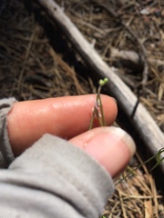 Boechera retrofracta