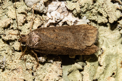 Phaeosaces apocrypta